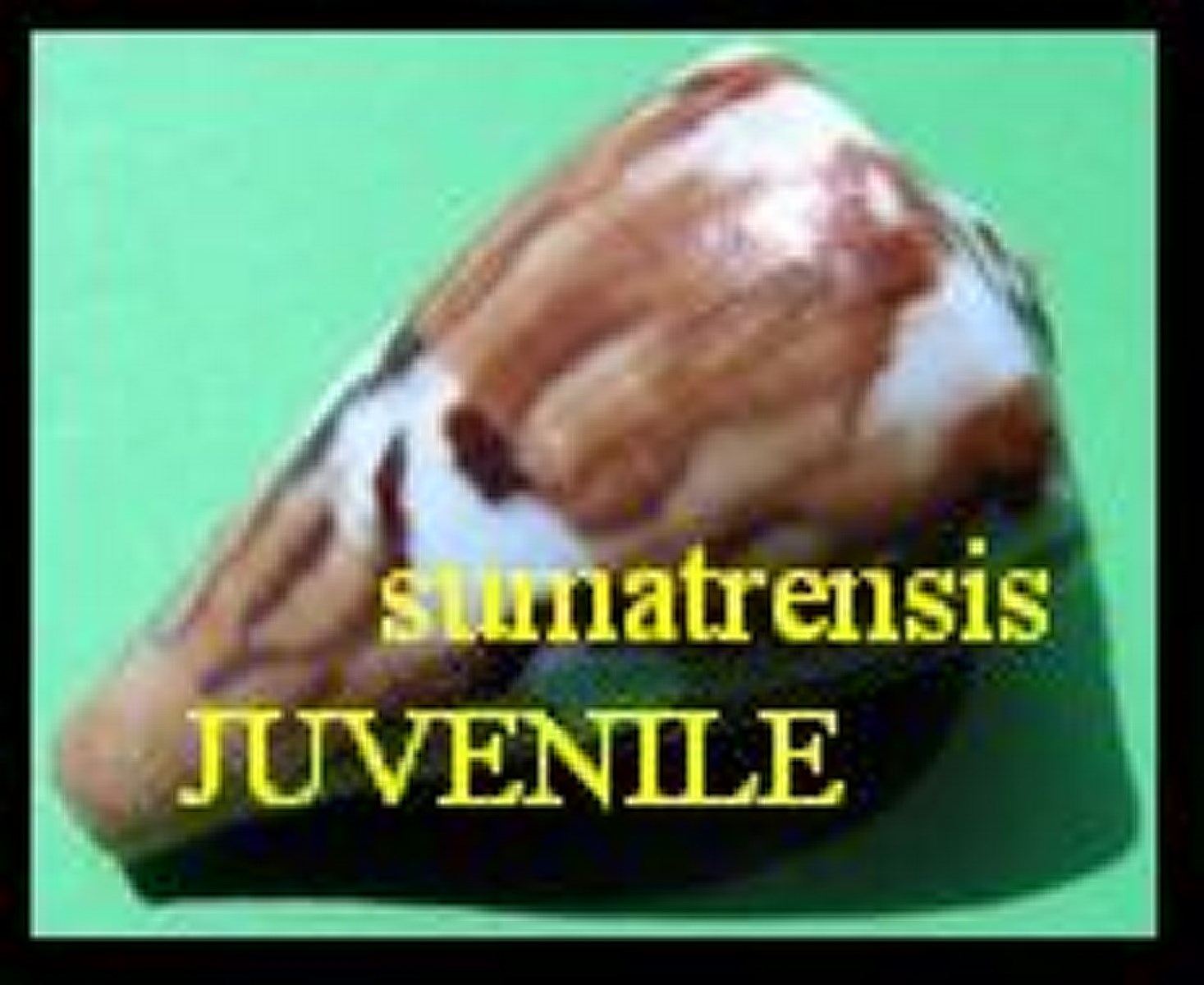 sumatrensis JUVENILE